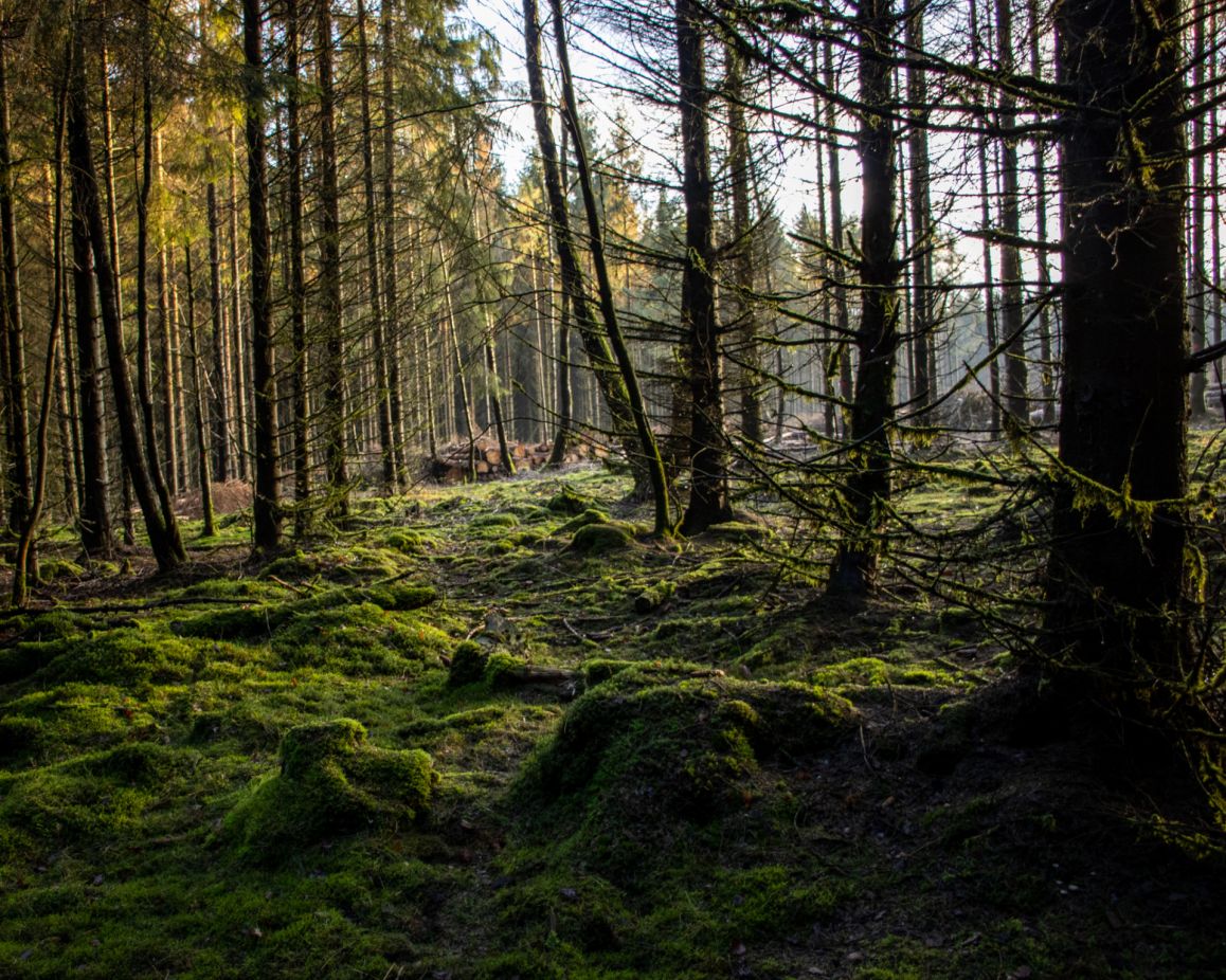 Wald in Kleinenberg | Tobias Kreutzmann